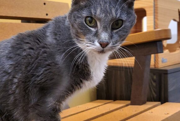 Video: Gracie Video: Gracie