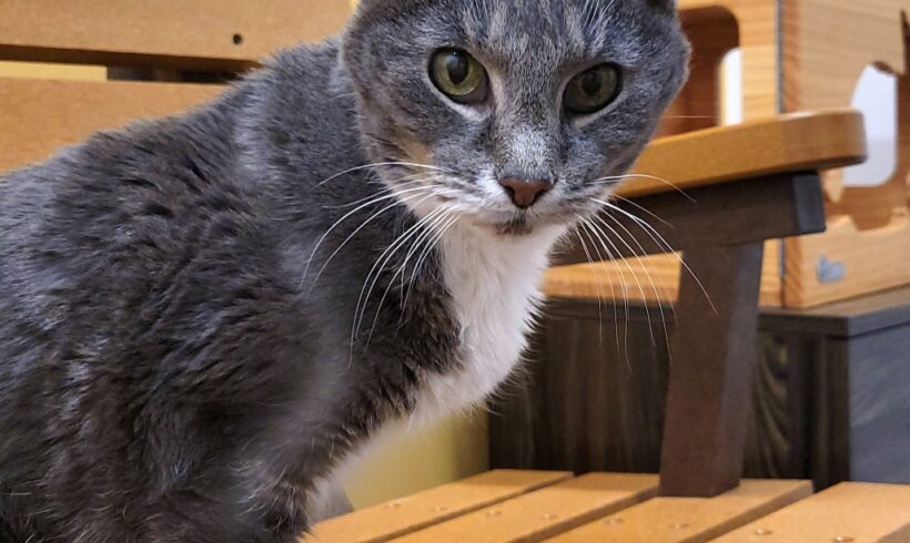 Video: Gracie Video: Gracie