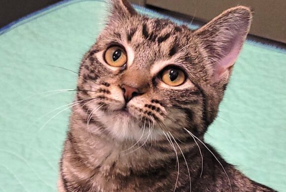 Video: Myra Video: Myra