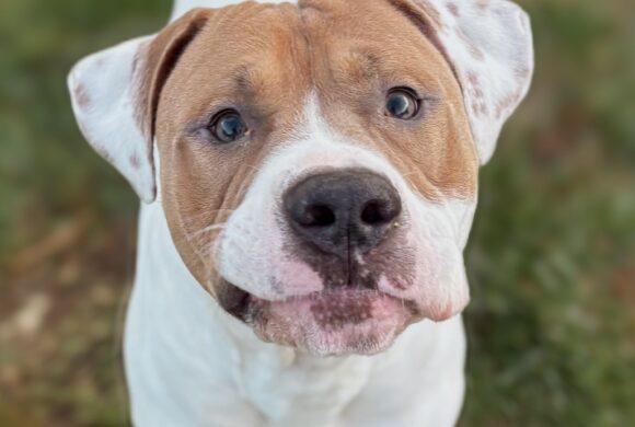 Video: Mason Video: Mason