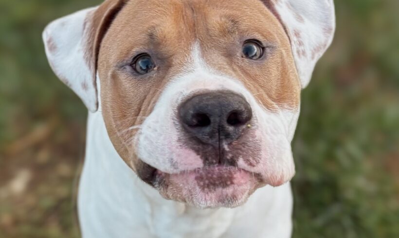 Video: Mason Video: Mason