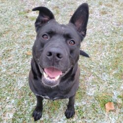 Video: Brock – the Smartest Dog Here