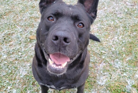 Video: Brock – the Smartest Dog Here