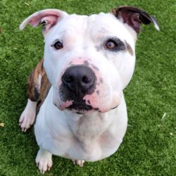 Video: Spot’s Training Time