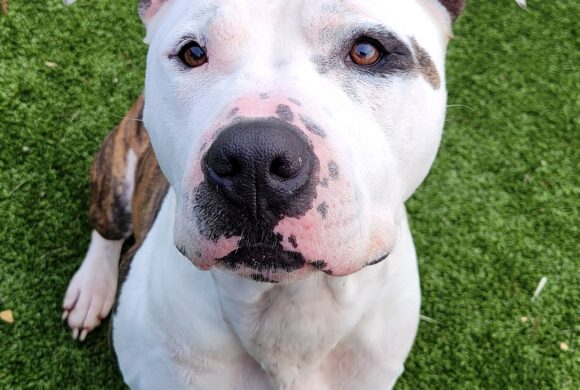 Video: Spot’s Training Time