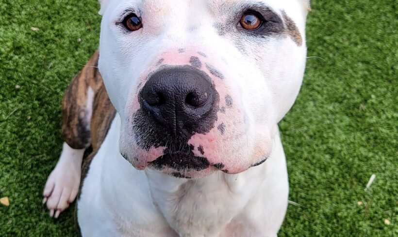 Video: Spot’s Training Time