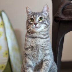 Video: Pickle and Olive