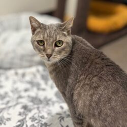 Video: Izzy