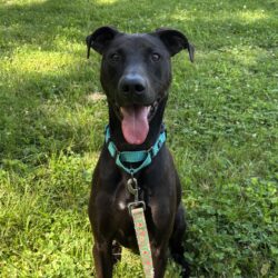 Video: Max