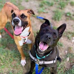 Help us Empty the Shelters – FREE Dog Adoptions