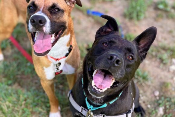 Help us Empty the Shelters – FREE Dog Adoptions Help us Empty the Shelters – FREE Dog Adoptions