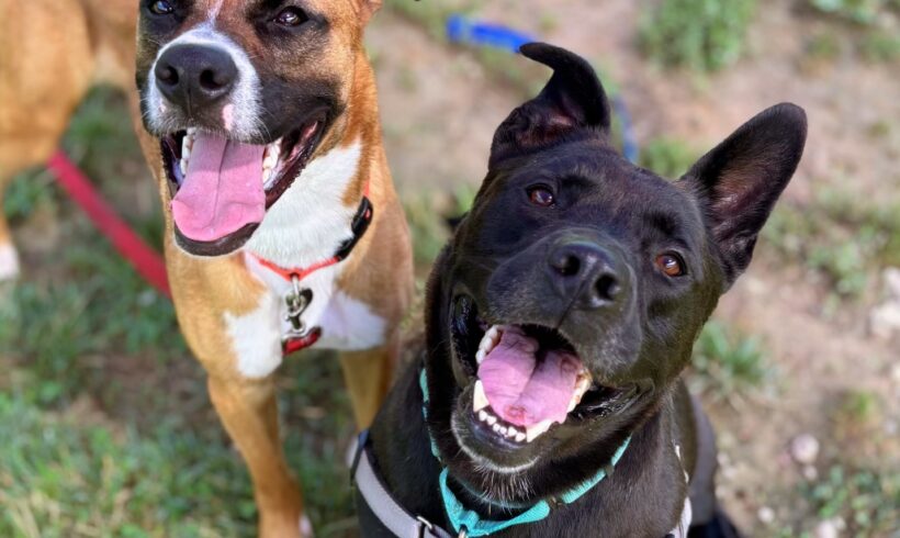 Help us Empty the Shelters – FREE Dog Adoptions Help us Empty the Shelters – FREE Dog Adoptions