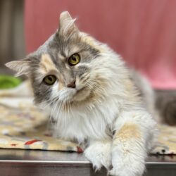Video: Miss Kitty