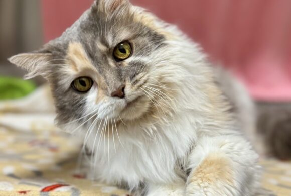 Video: Miss Kitty Video: Miss Kitty