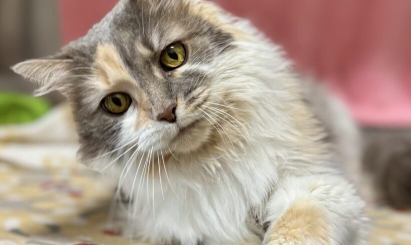 Video: Miss Kitty Video: Miss Kitty