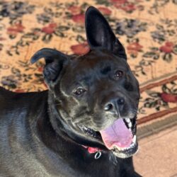 Keeping Apartment Dogs Happy & Healthy