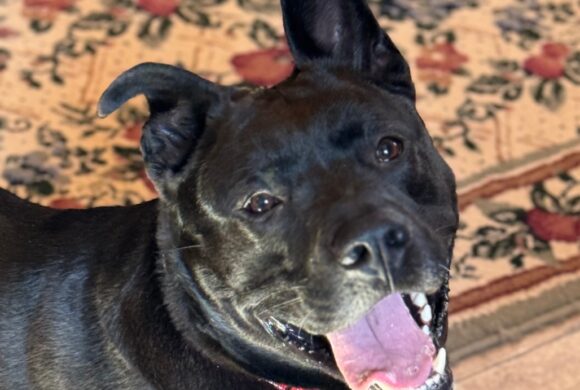 Keeping Apartment Dogs Happy & Healthy