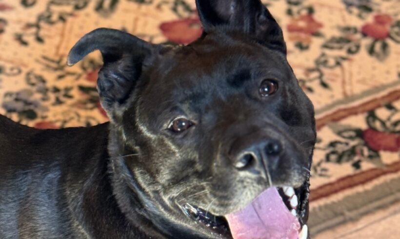 Keeping Apartment Dogs Happy & Healthy Keeping Apartment Dogs Happy & Healthy